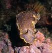 nudibranco.jpg